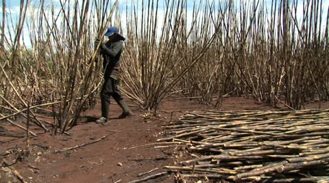Sugarcane being cut Stock Footage 37841041