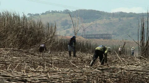 Sugarcane being cut Stock Footage 37841045
