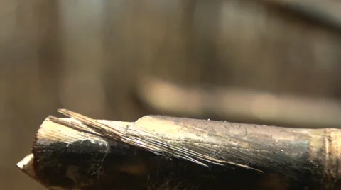 Sugarcane being cut Stock Footage 37841067