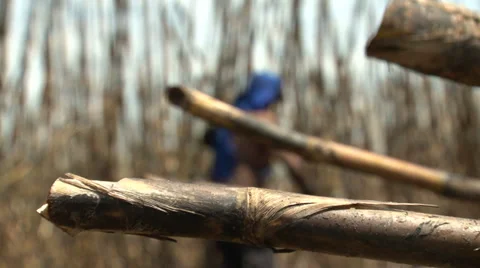 Sugarcane being cut Stock Footage 37841081