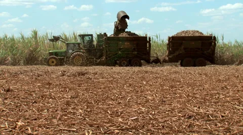 Sugarcane being cut Stock Footage 37841136