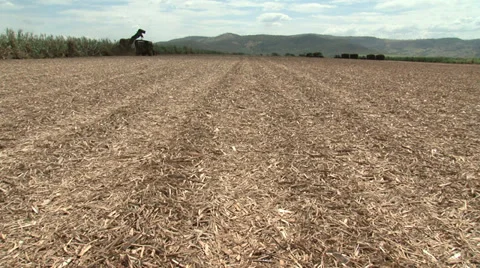 Sugarcane being cut Stock Footage 37841154