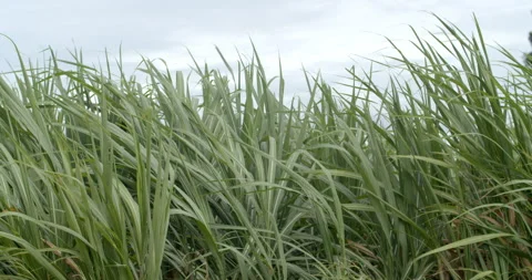 Sugarcane blowing in the wind.A strong wind blows causing the sugarcane leaves. Stock Footage 316110039