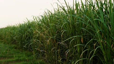 Sugarcane in Bundaberg Stock Footage 127269770
