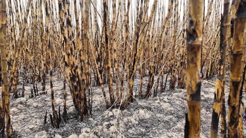 Sugarcane caught fire in the farm Stock Footage 264722608