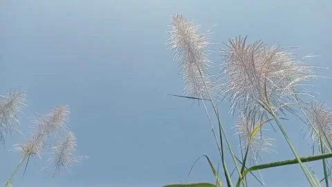 Sugarcane clumps greet the wind. Stock Footage 333495424