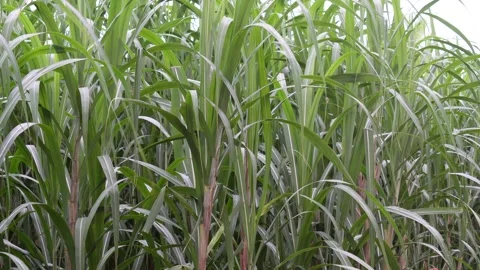 Sugarcane crop Video stock 344813837