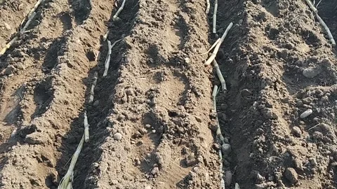 Sugarcane crop harvester 動画素材 263698055