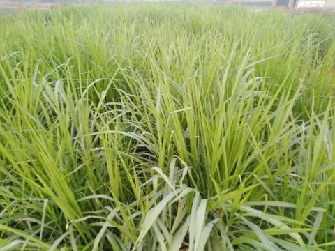 Sugarcane crop Stock Photos