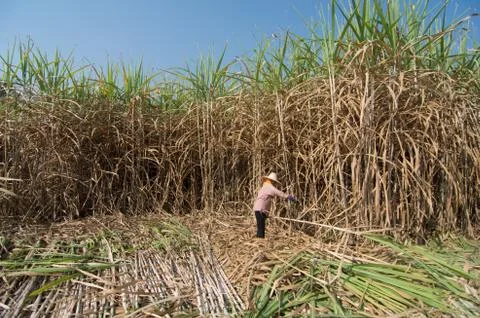 Sugarcane field and worker Stock Photos