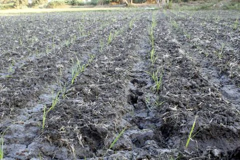 Sugarcane field begining Stock Photos
