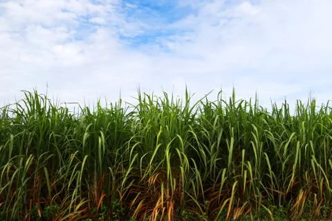 Sugarcane field on the blue sky background, Agriculture farm Stock Photos