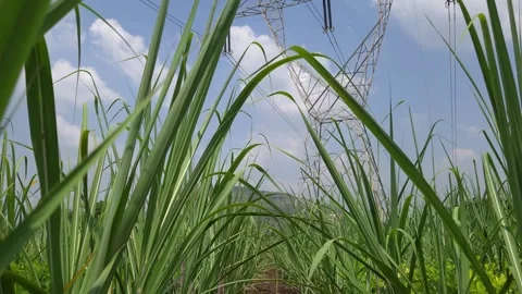 Sugarcane field border ridges provide a low vantage point tracking upward past s Stock Footage 347276576