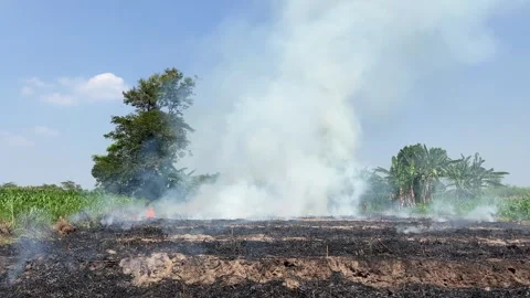 Sugarcane field burning 스톡 동영상 305071266