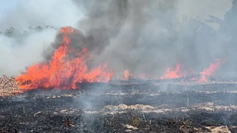 Sugarcane field burning 스톡 동영상 305072057
