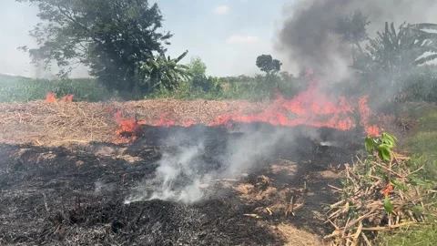 Sugarcane field burning 스톡 동영상 305076780