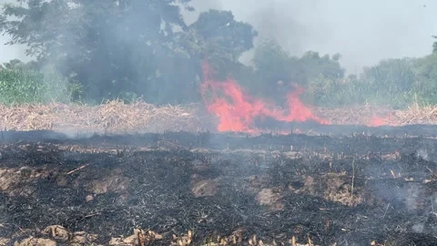 Sugarcane field burning 스톡 동영상 305079524