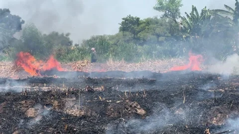 Sugarcane field burning 스톡 동영상 305081070