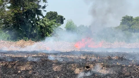 Sugarcane field burning 스톡 동영상 305082696