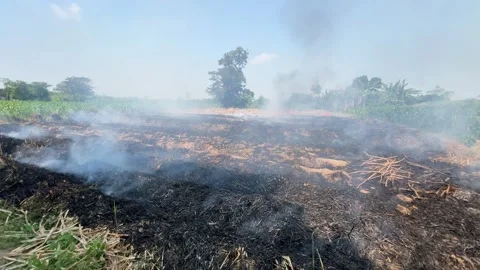 Sugarcane field burning 스톡 동영상 305083410