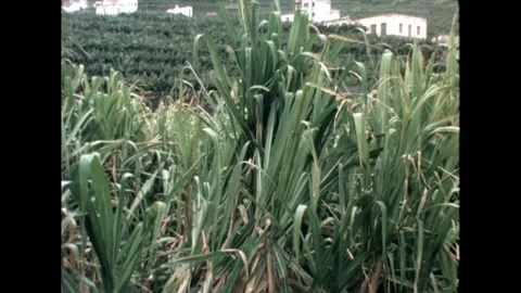 Sugarcane Field Close-up Stock Footage 278240531