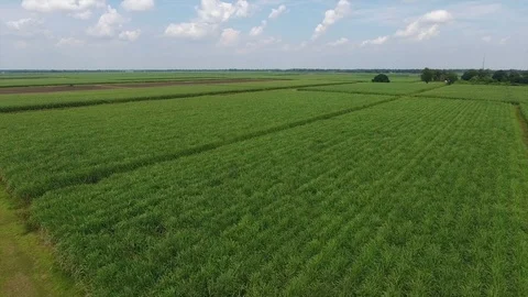 Sugarcane field drone Video stock 96228304