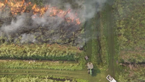 Sugarcane Field On Fire And Birds Flying Stock Footage 322024809