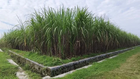 Sugarcane field with flowing and clean irrigation water with blue sky backg.. Stock Footage 311389964