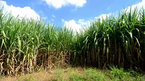 Sugarcane field Stock-Footage 43224183