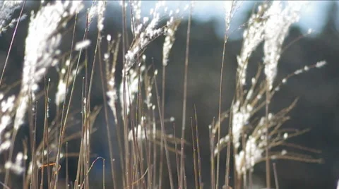 Sugarcane field. Stock Footage 47927889