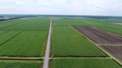 Sugarcane field Stock Footage 96228172