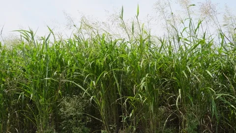 Sugarcane Field Video stock 333964318