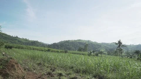 Sugarcane field in Negros Stock Footage 229650830