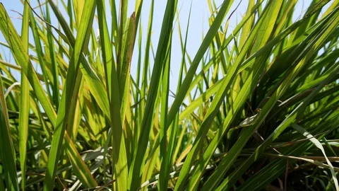 Sugarcane field in the north of Peru Stock Footage 90999657