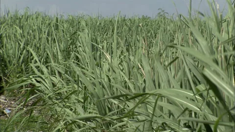 Sugarcane Field Up: Okinawa Video stock 333189858