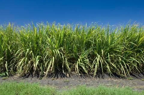 Sugarcane field Stock Photos