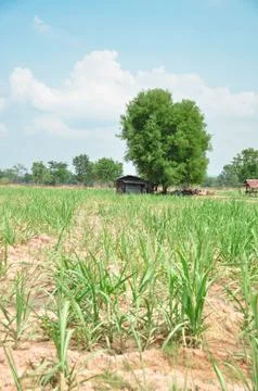 Sugarcane field Stock Photos