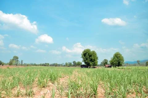 Sugarcane field Stock Photos