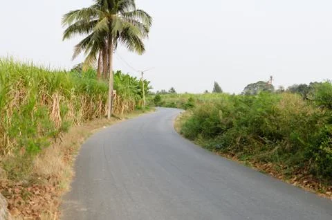 Sugarcane field Stock Photos