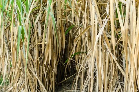 Sugarcane field 스톡 사진