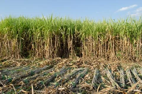Sugarcane field Stock Photos
