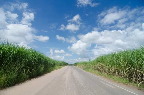 Sugarcane field Stock Photos