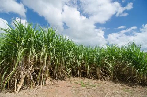 Sugarcane field Stock Photos