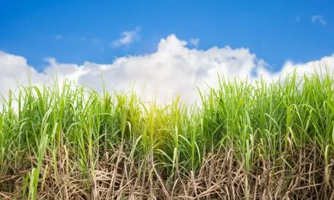 Sugarcane field Stock Photos