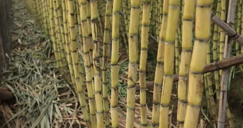 Sugarcane field with plants growing Stock Footage 162023640