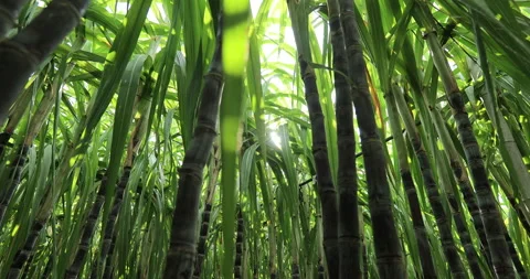 Sugarcane field with plants growing Stock Footage 162284986