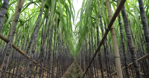 Sugarcane field with plants growing Stock Footage 219516063