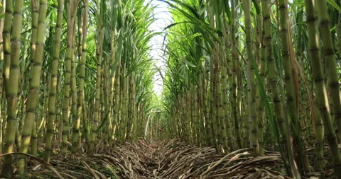 Sugarcane field with plants growing Stock Footage 253248502
