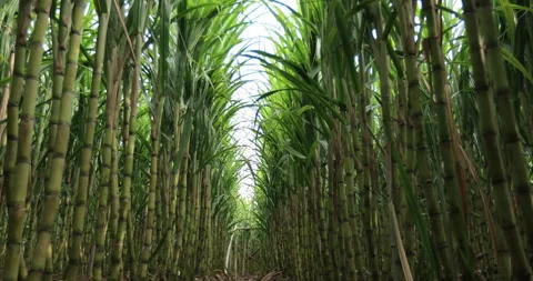 Sugarcane field with plants growing Stock Footage 299409192