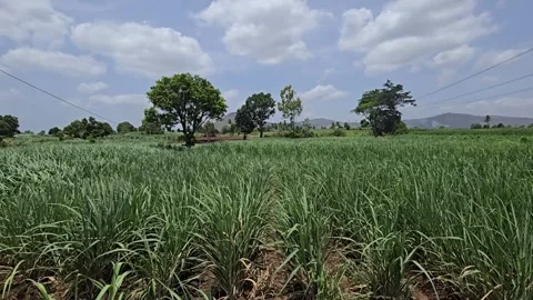 Sugarcane field rows under a bright blue sky with passing white clouds, showing Stock Footage 336856617